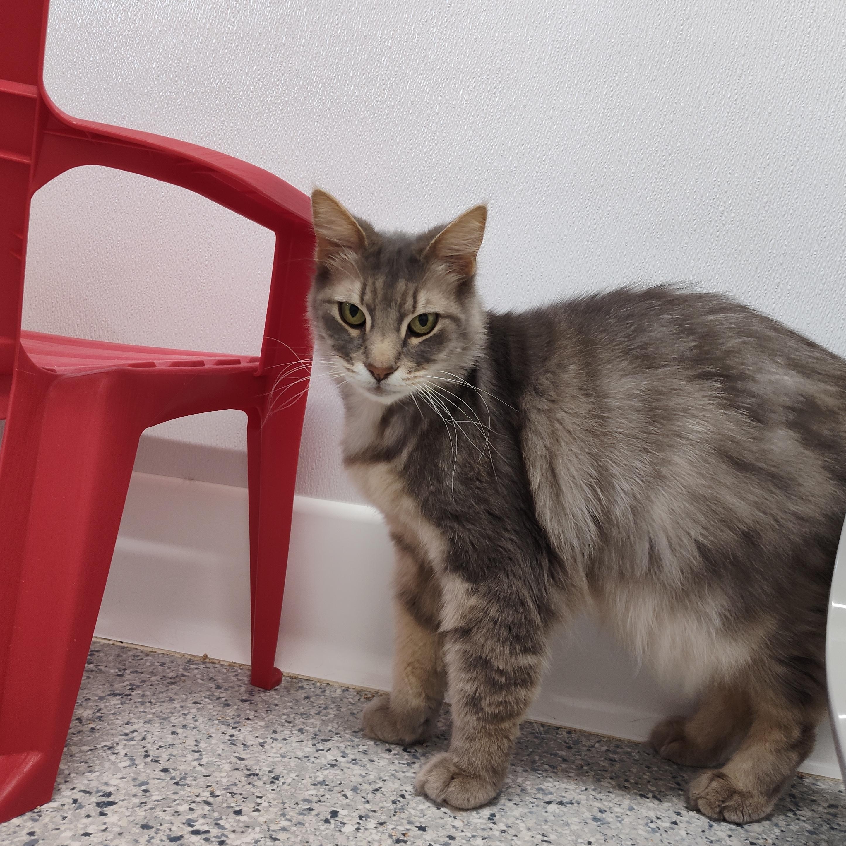Enlarge Mousse, a Adoptable Domestic Medium Hair in Stockbridge, MI image 2/4
