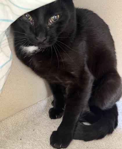 Enlarge Tito and Theo, an adoptable mixed breed in Salem, NH image 4/4