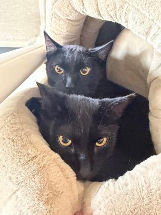 Tito and Tiny, adoptable, Young Male Domestic Short Hair.
