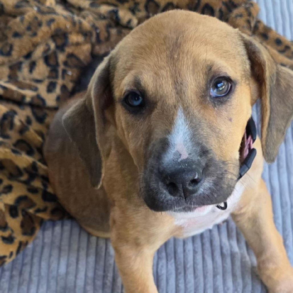 Skooter, a Adoptable Mixed Breed in North Myrtle Beach, SC image 1/2