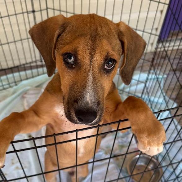 Skooter, a Adoptable Mixed Breed in North Myrtle Beach, SC image 2/2