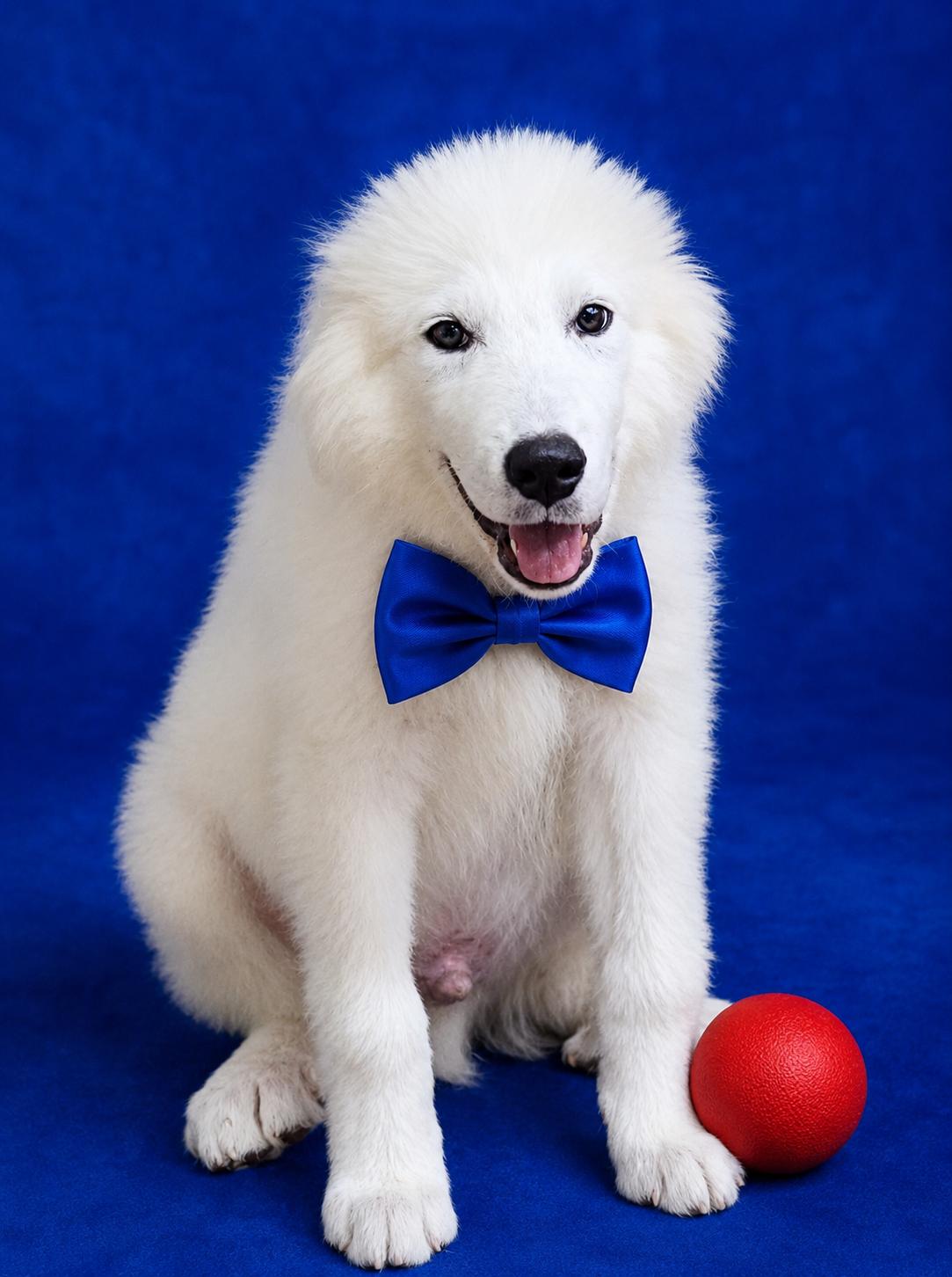 Enlarge Axel, a Adoptable Great Pyrenees in North Augusta, SC image 2/3