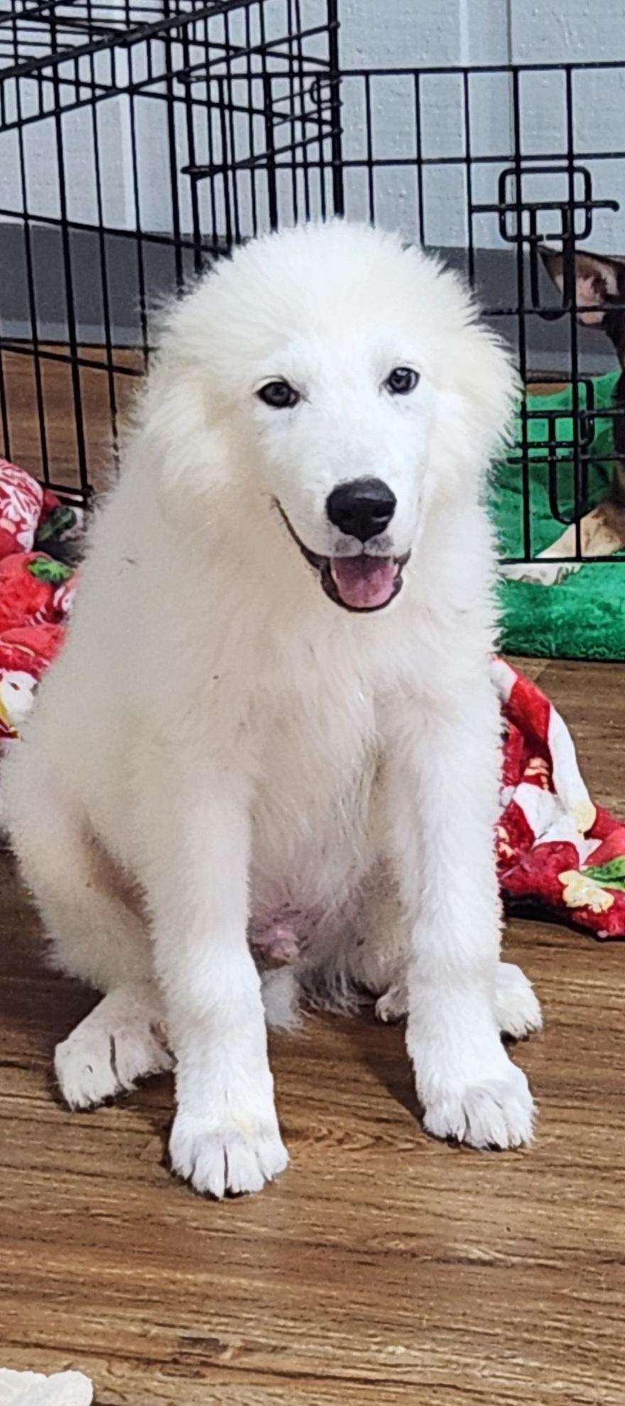 Enlarge Axel, a Adoptable Great Pyrenees in North Augusta, SC image 3/3