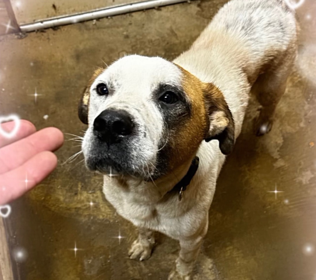 Enlarge Gus, a Adoptable mixed breed in Bixby, OK image 3/3