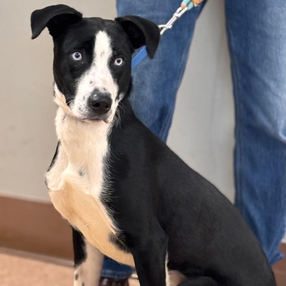 Enlarge Jasper, a Adoptable mixed breed in Batavia, NY image 1/1