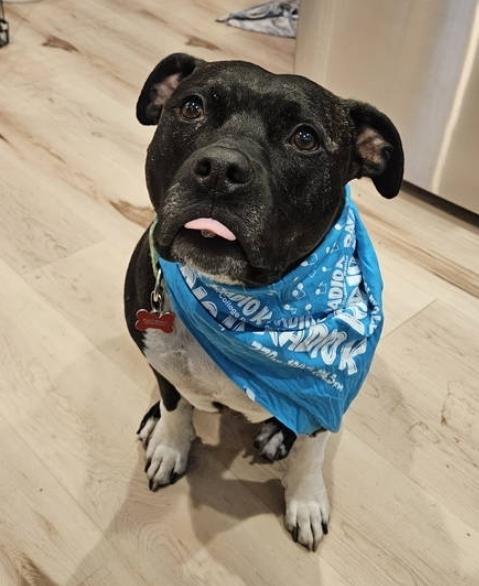 Flex, ADOPTABLE, Adult Male Pit Bull Terrier.