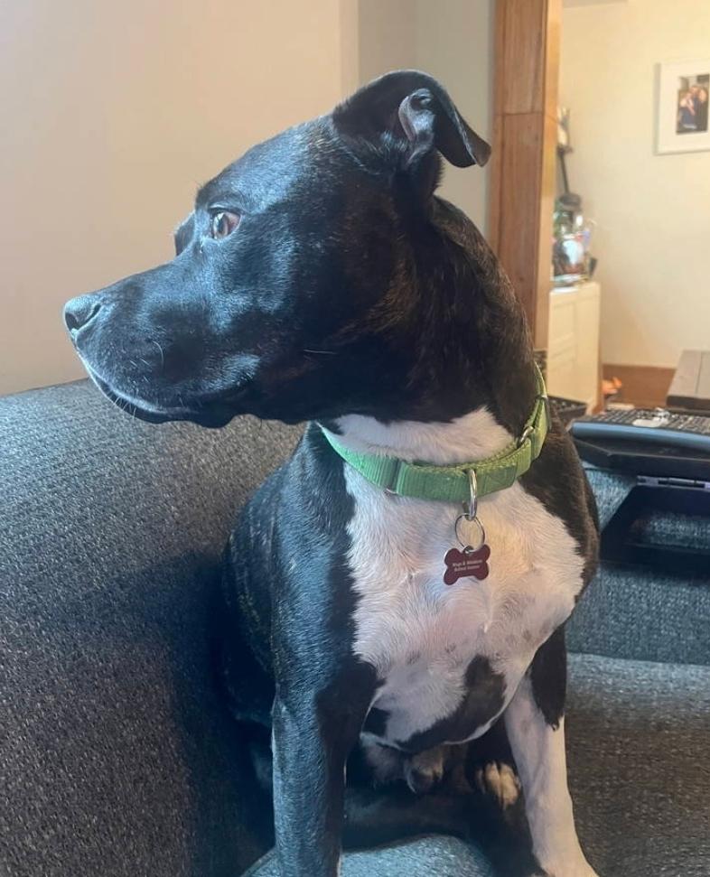 Enlarge Flex, a ADOPTABLE Pit Bull Terrier in Minneapolis, MN image 3/5
