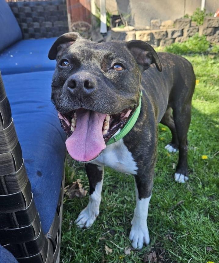 Enlarge Flex, a ADOPTABLE Pit Bull Terrier in Minneapolis, MN image 2/5