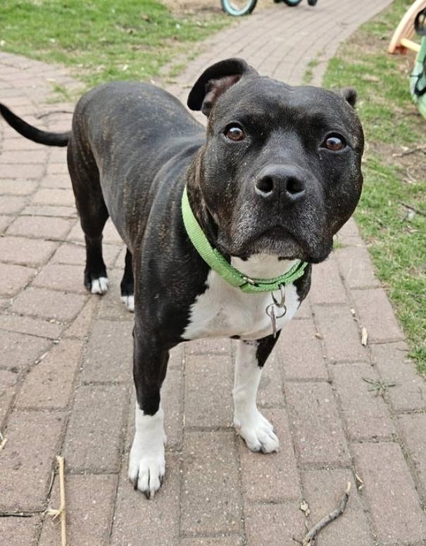 Enlarge Flex, a ADOPTABLE Pit Bull Terrier in Minneapolis, MN image 4/5