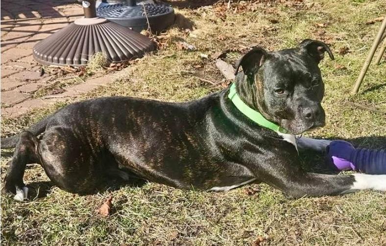 Enlarge Flex, a ADOPTABLE Pit Bull Terrier in Minneapolis, MN image 5/5