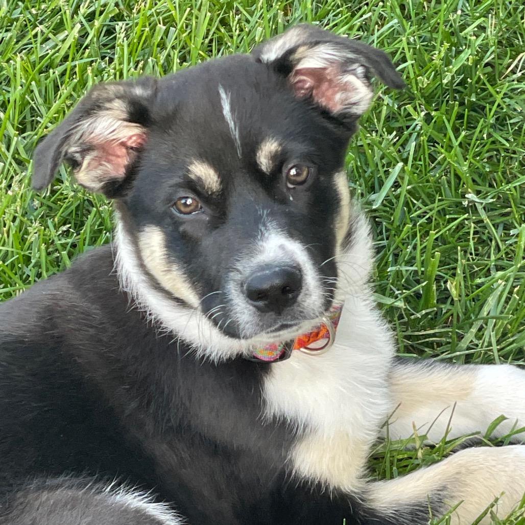 Enlarge Wayne, a Adoptable Shepherd in Lee's Summit, MO image 1/1