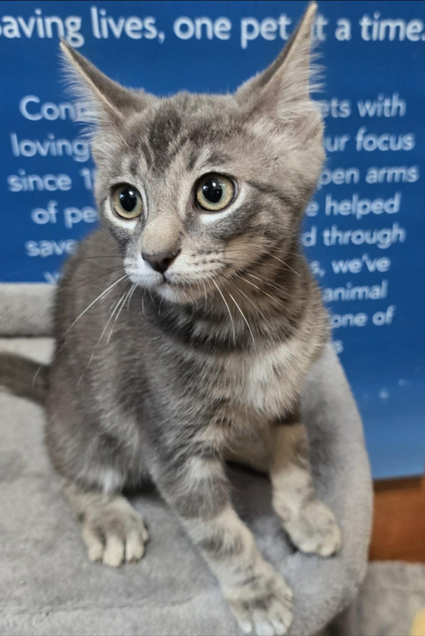 Phineas, Adoptable, Kitten Male Domestic Short Hair.