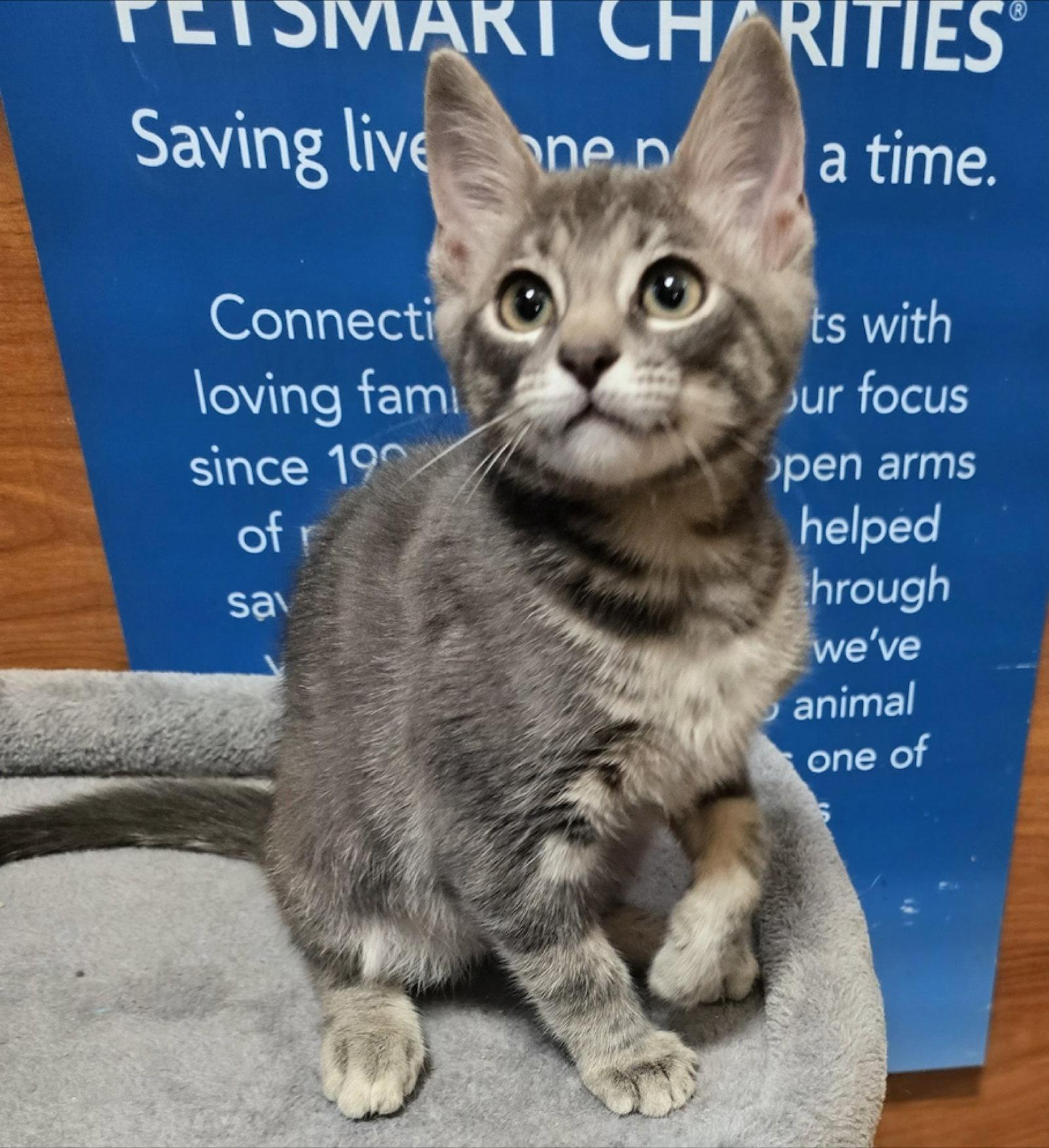 Enlarge Phineas, a Adoptable Domestic Short Hair in Rowlett, TX image 2/3