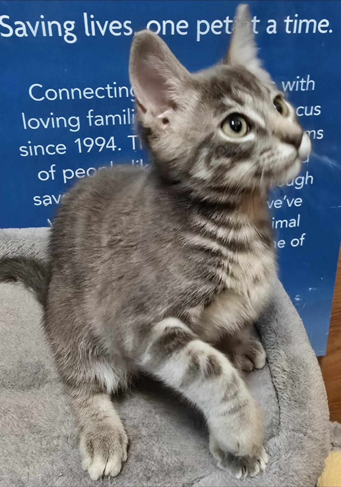Enlarge Phineas, a Adoptable Domestic Short Hair in Rowlett, TX image 3/3