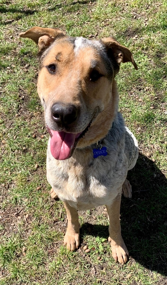 Dutch , Adoptable, Adult Male German Shepherd Dog.