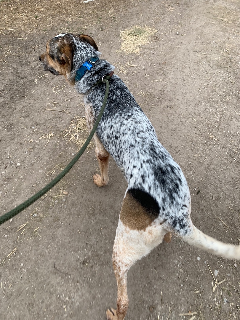 Enlarge Dutch , a Adoptable mixed breed in Anna, TX image 2/12