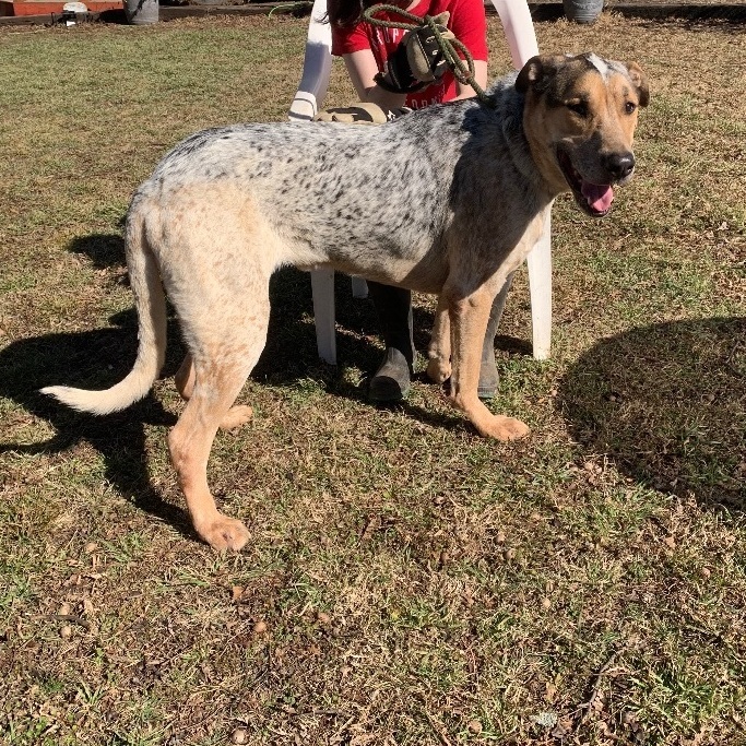 Enlarge Dutch , a Adoptable mixed breed in Anna, TX image 3/12