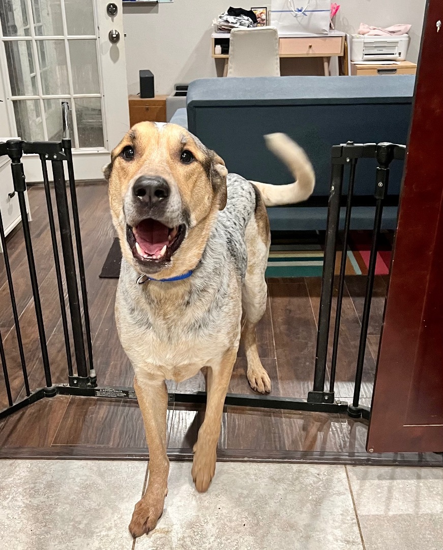 Enlarge Dutch , a Adoptable mixed breed in Anna, TX image 5/12