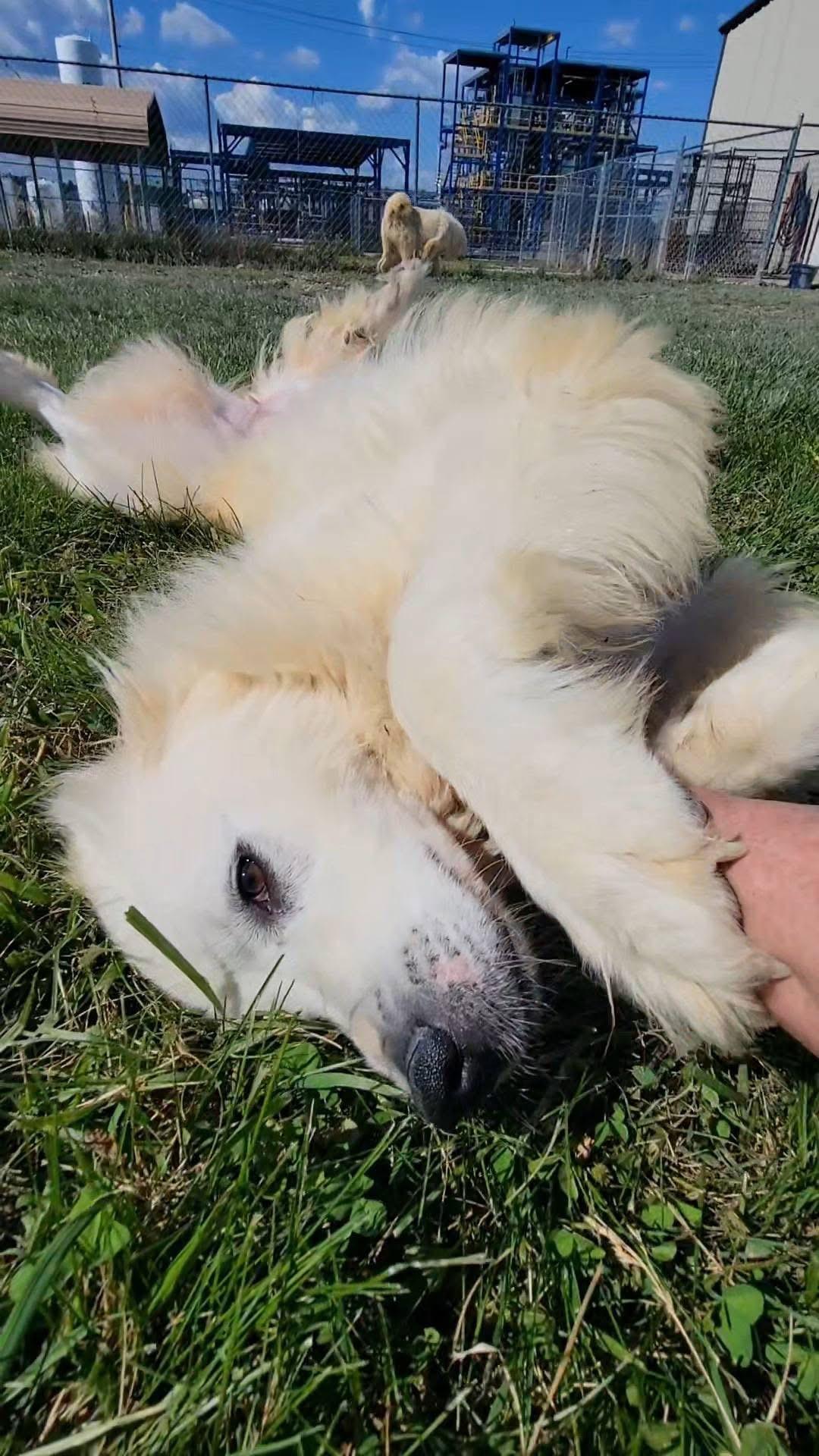 Klondike, a Adoptable mixed breed in Ashland, KY image 2/3
