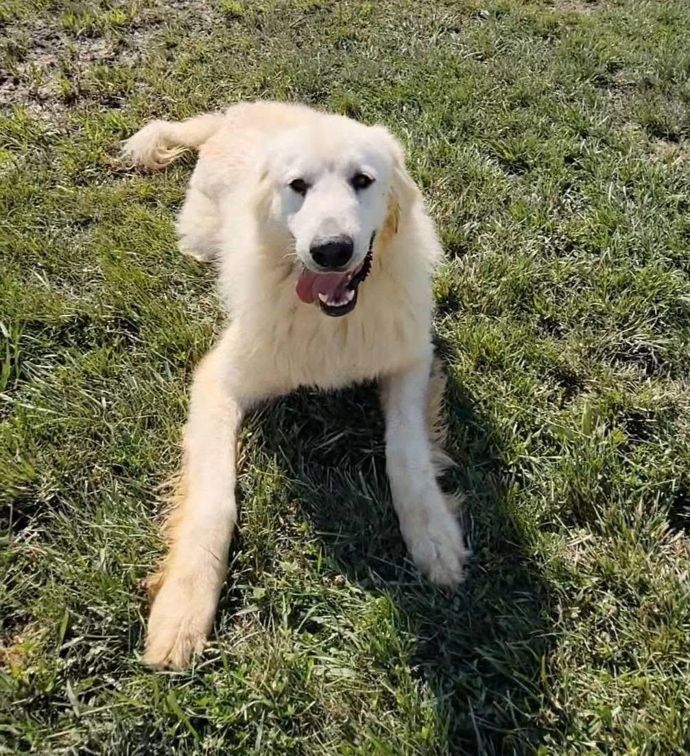 Klondike, a Adoptable mixed breed in Ashland, KY image 3/3