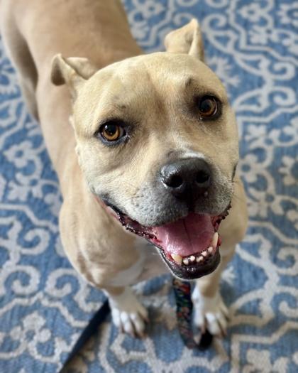 Sweety, Adoptable, Adult Female Pit Bull Terrier & Mixed Breed.