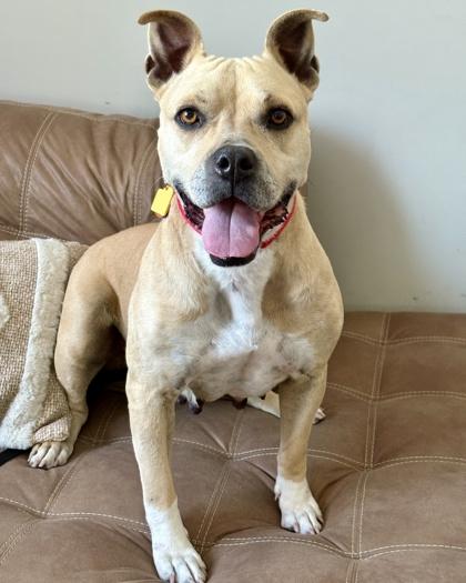 Enlarge Sweety, a Adoptable mixed breed in Malvern, PA image 2/3