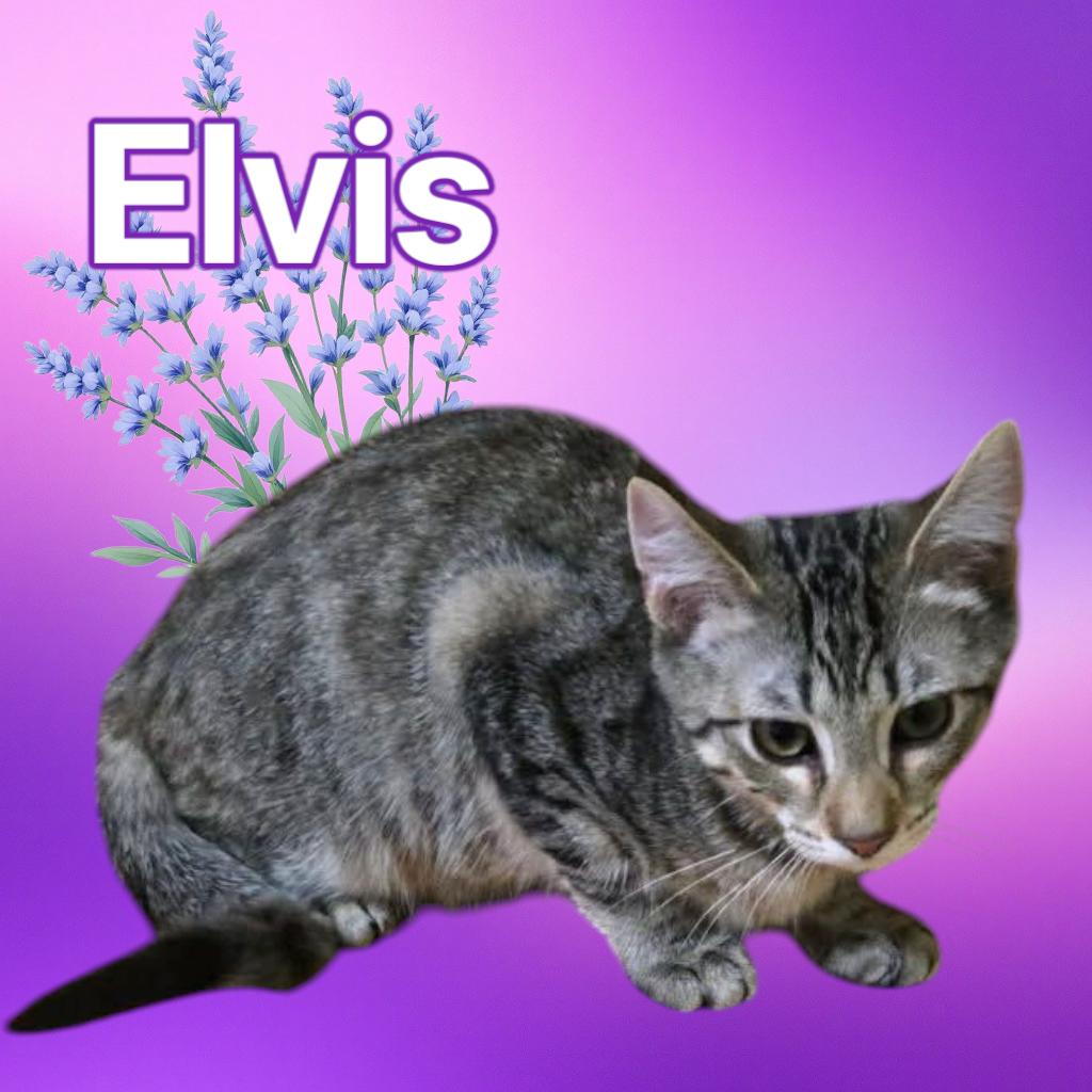 Enlarge Elvis, a Adopted Domestic Short Hair in York, PA image 1/1