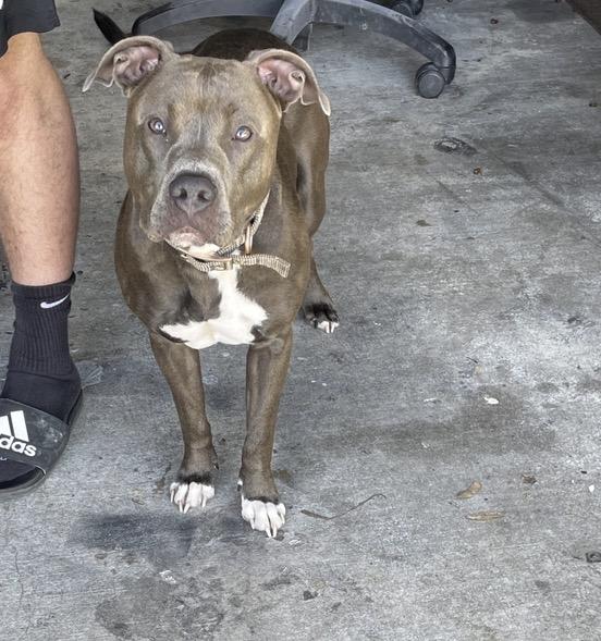 LACEY, Adoptable, Young Female Pit Bull Terrier & Mixed Breed.