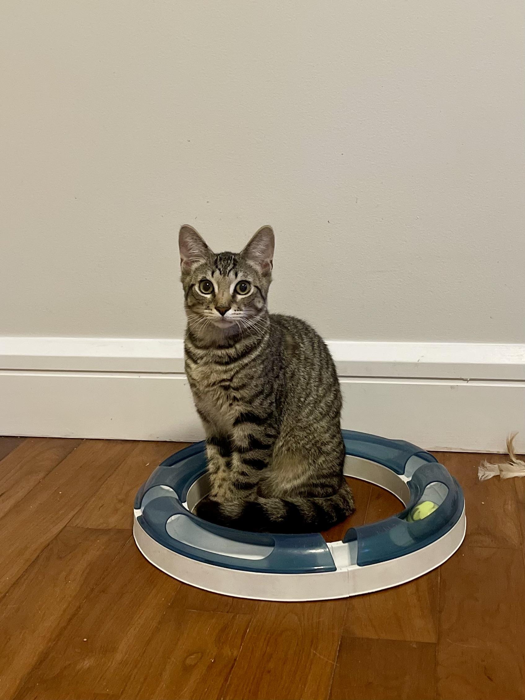 Surf Dude, the placid lap-kitten who loves being held bellyside-up in your arms!