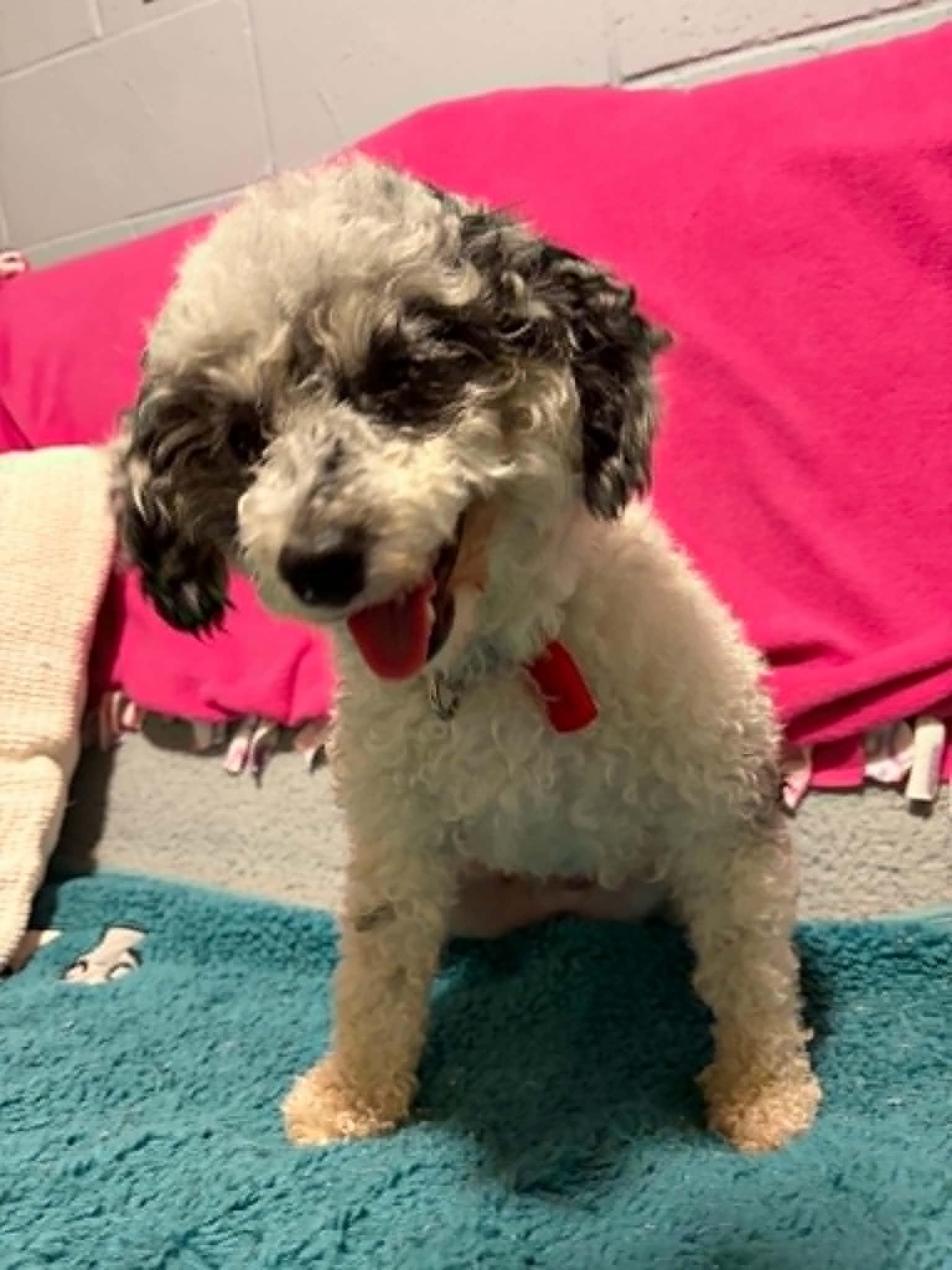 Rainbow Punch, Adoptable, Adult Female Poodle.