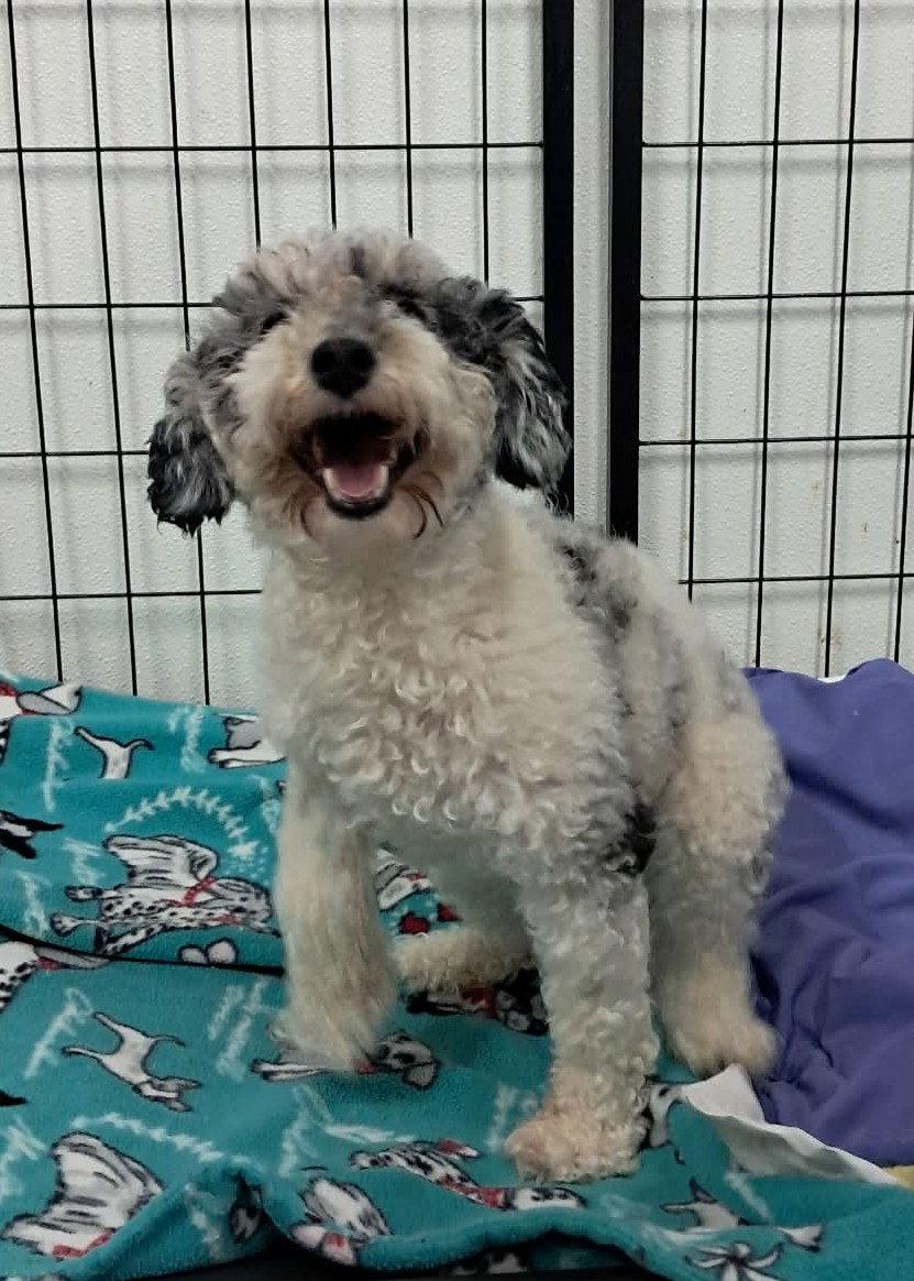 Rainbow Punch, a Adoptable Poodle in Mukwonago, WI image 2/3
