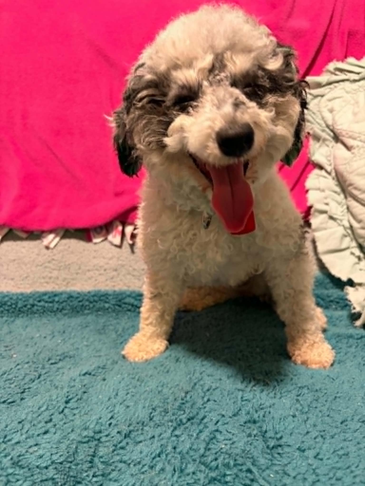Rainbow Punch, a Adoptable Poodle in Mukwonago, WI image 3/3