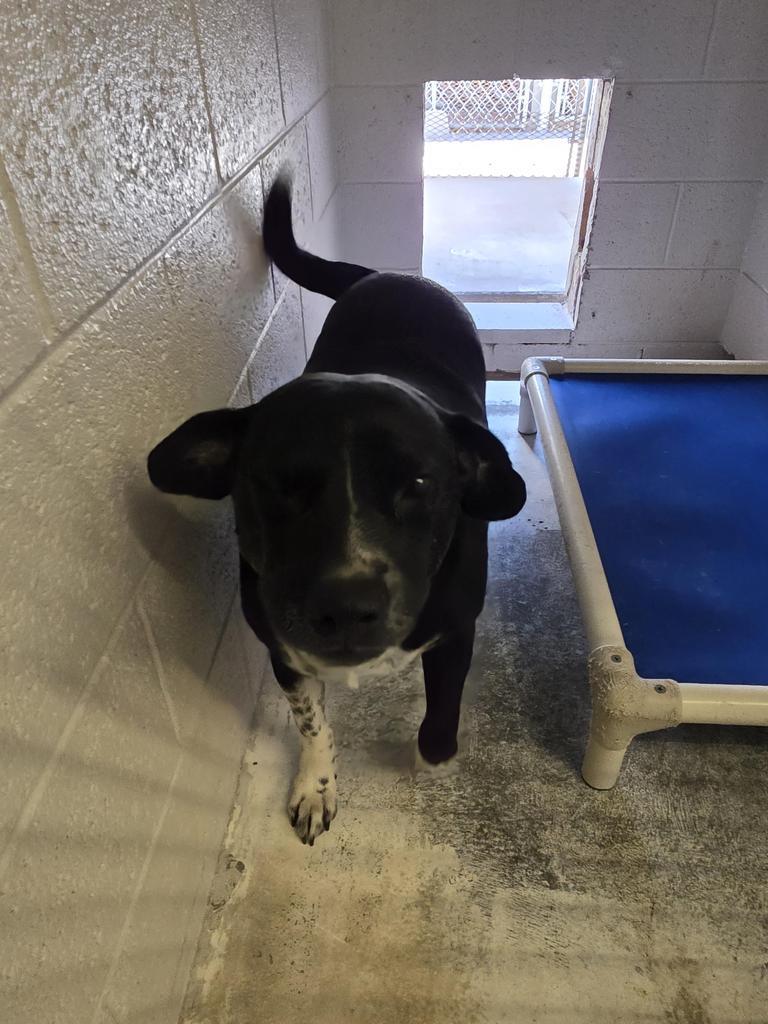 Enlarge Buddy, a Adoptable mixed breed in Holbrook, AZ image 1/1