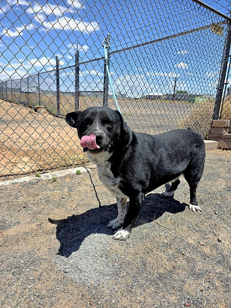 Enlarge Buddy, a Adoptable mixed breed in Holbrook, AZ image 2/2