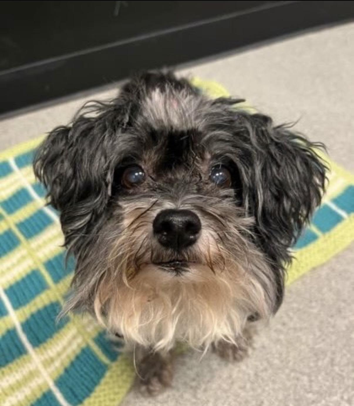 Enlarge Gracie *BONDED PAIR*, a Adoptable mixed breed in Lockport, IL image 2/4