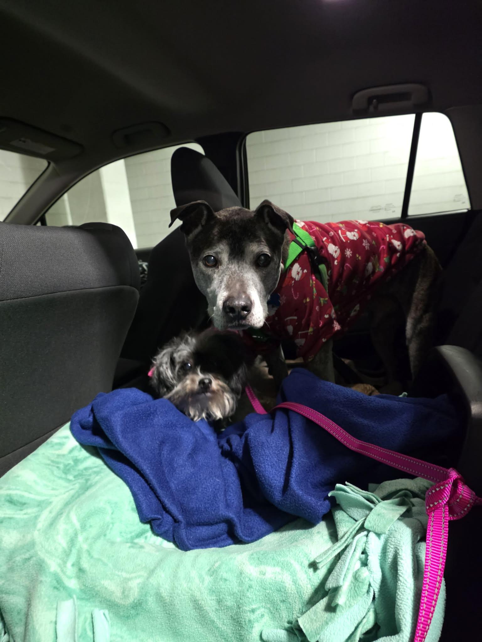 Enlarge Gracie *BONDED PAIR*, a Adoptable mixed breed in Lockport, IL image 3/4