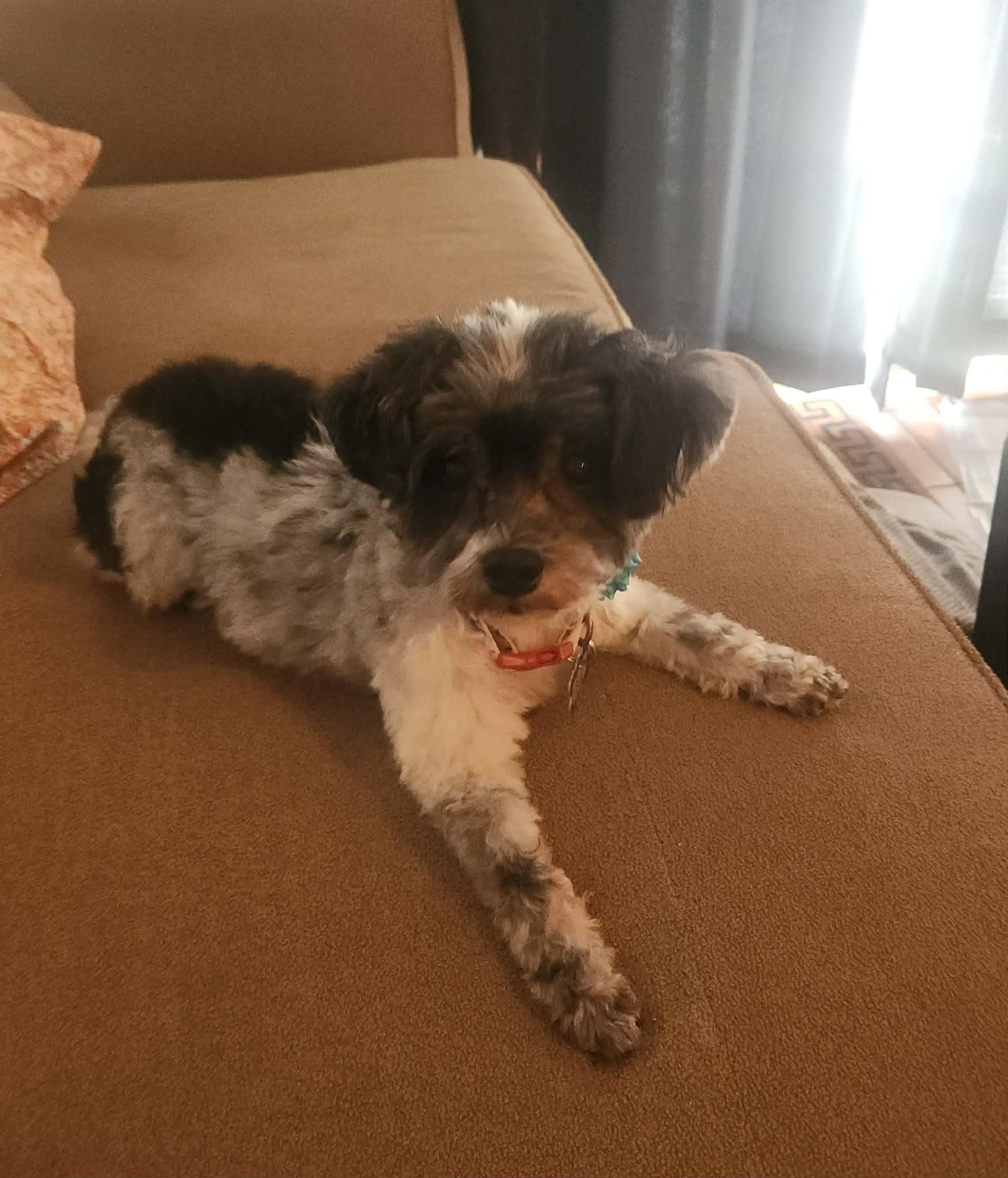 Enlarge Gracie *BONDED PAIR*, a Adoptable mixed breed in Lockport, IL image 4/4