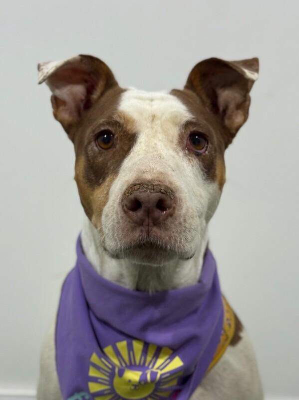 September, Adoptable, Young Female Pit Bull Terrier & Labrador Retriever.