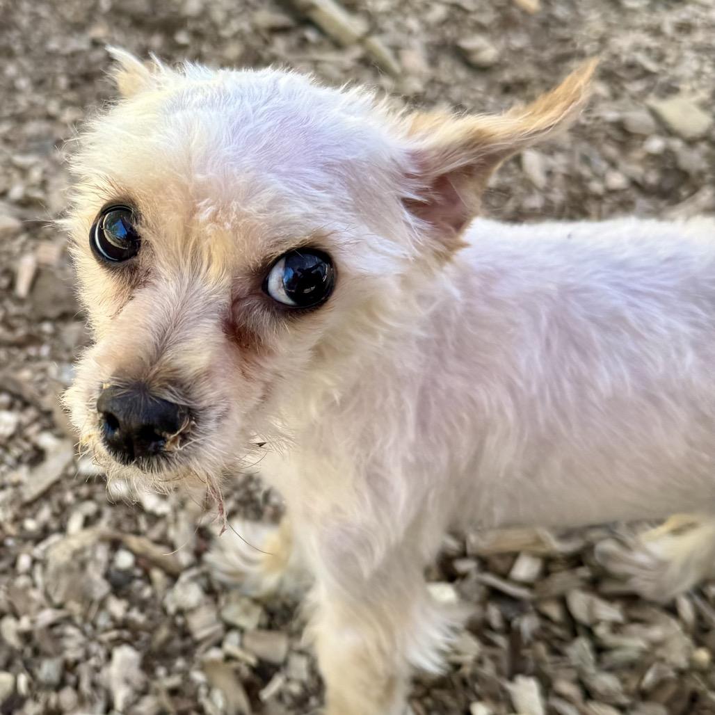 Honey, Adult Male Yorkshire Terrier