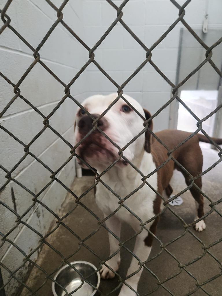 Enlarge Jeremy - Available For Adoption, a Adoptable mixed breed in Chickamauga , GA image 1/6