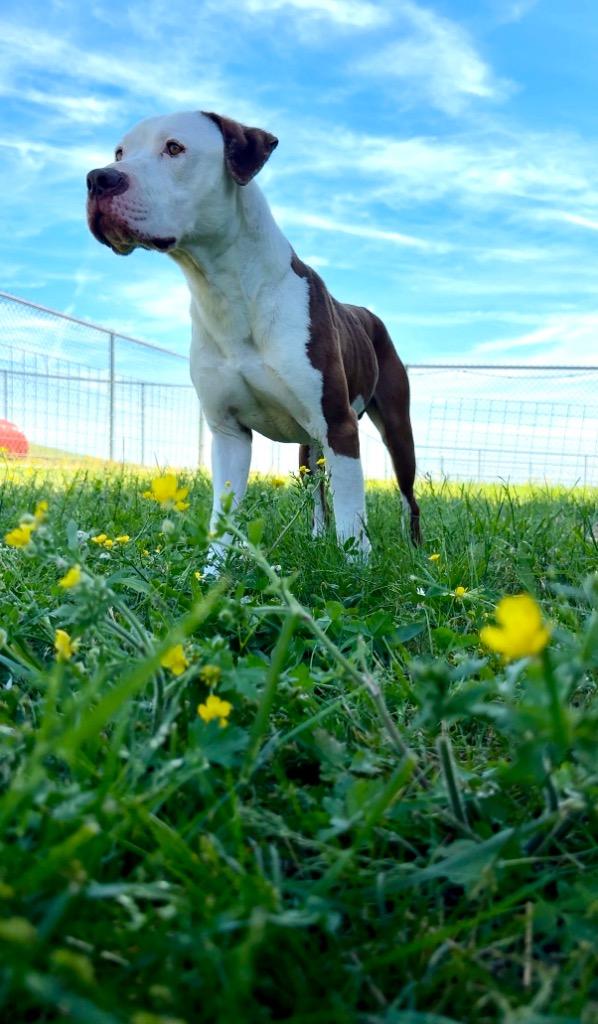 Enlarge Jeremy - Available For Adoption, a Adoptable mixed breed in Chickamauga , GA image 2/6