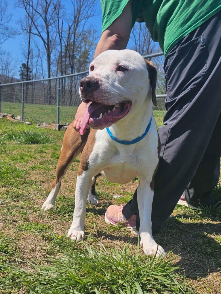 Enlarge Jeremy - Available For Adoption, a Adoptable mixed breed in Chickamauga , GA image 3/6