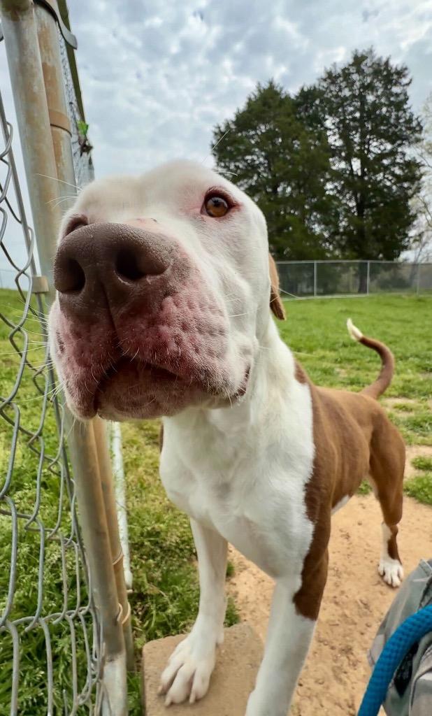 Enlarge Jeremy - Available For Adoption, a Adoptable mixed breed in Chickamauga , GA image 4/6