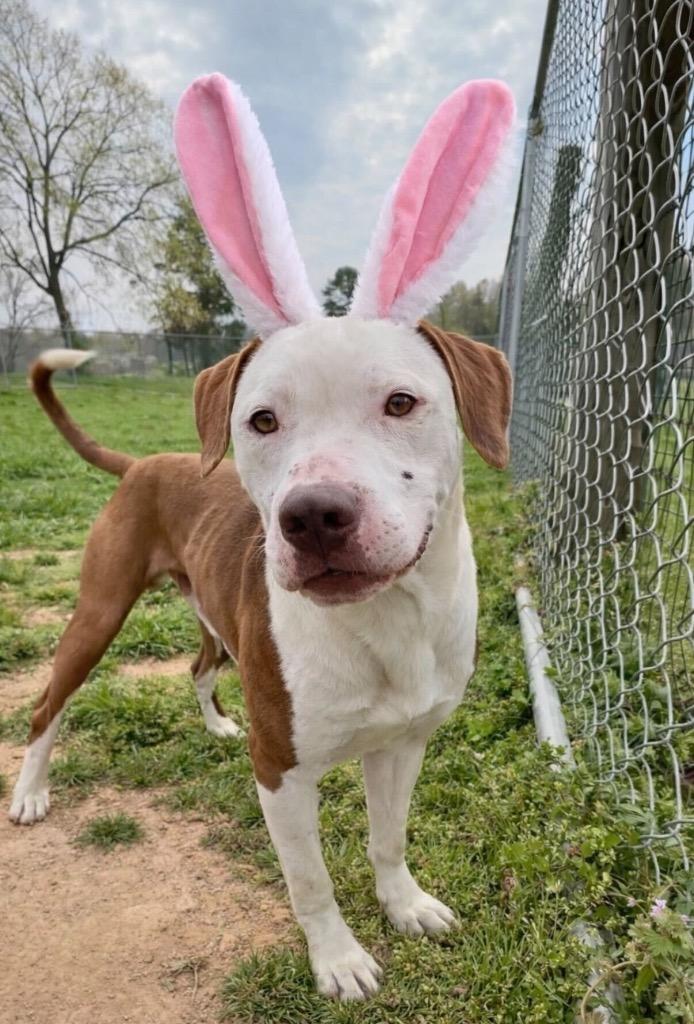 Enlarge Jeremy - Available, a Adoptable mixed breed in Chickamauga , GA image 3/6