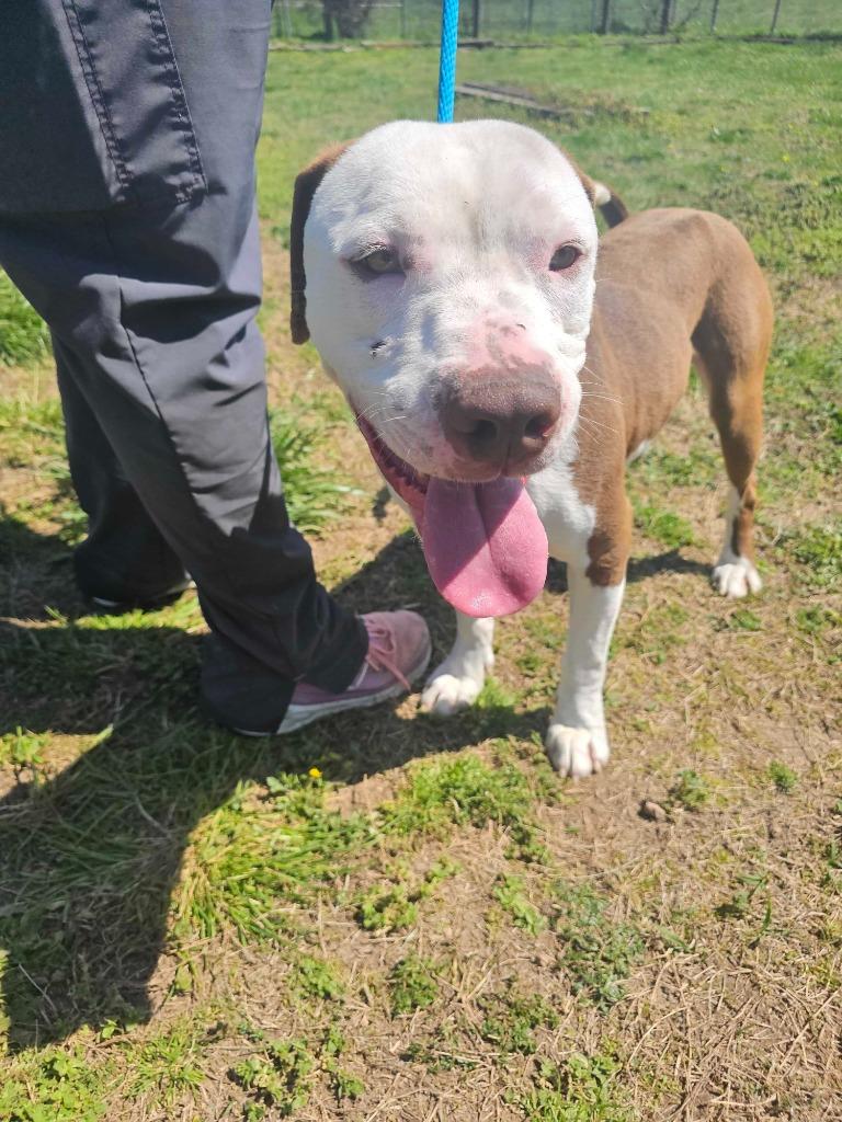 Enlarge Jeremy - Available For Adoption, a Adoptable mixed breed in Chickamauga , GA image 5/6