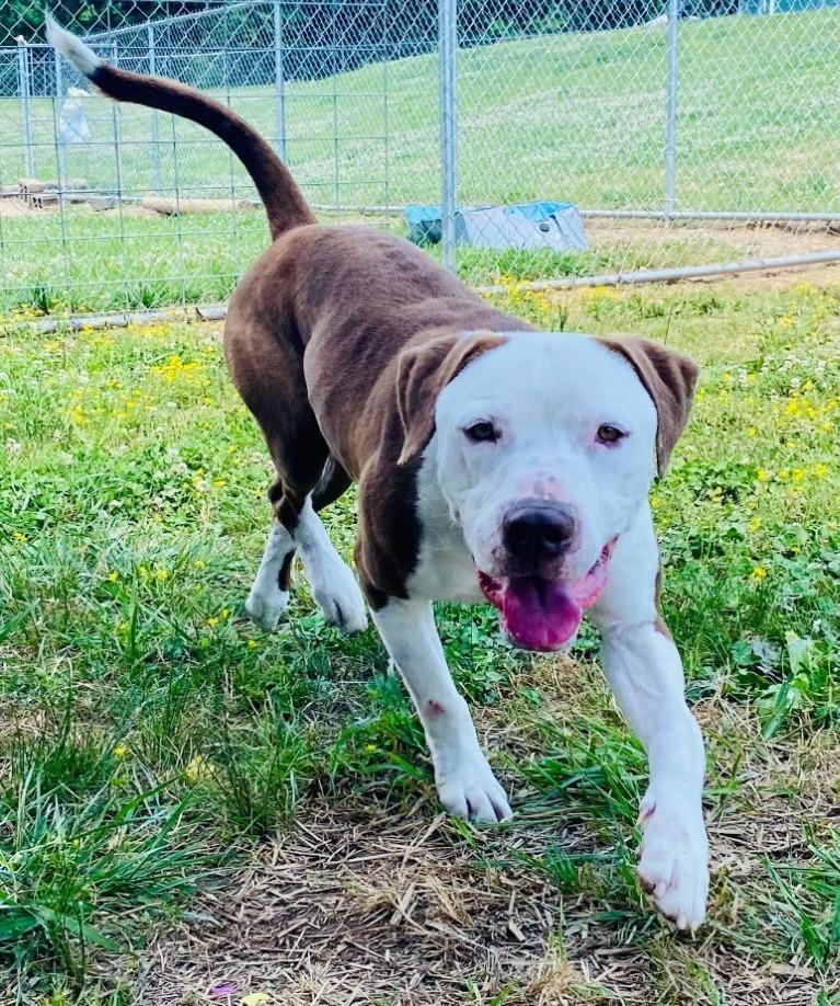 Enlarge Jeremy - Available, a Adoptable mixed breed in Chickamauga , GA image 5/6