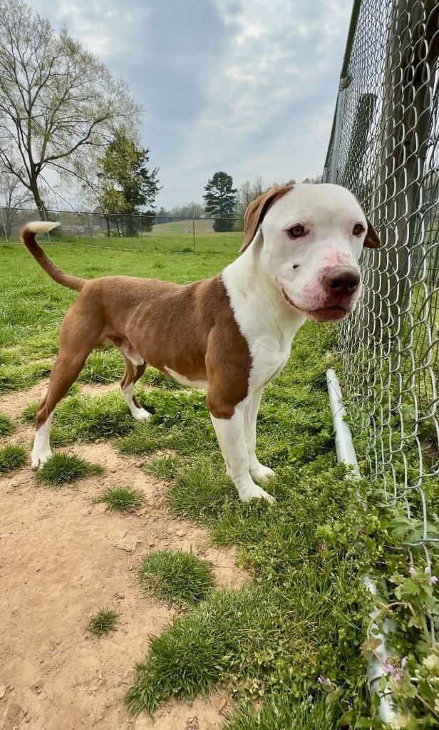 Enlarge Jeremy - Available For Adoption, a Adoptable mixed breed in Chickamauga , GA image 6/6