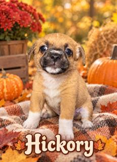 Hickory, Adoptable, Puppy Male Chihuahua & Yorkshire Terrier.