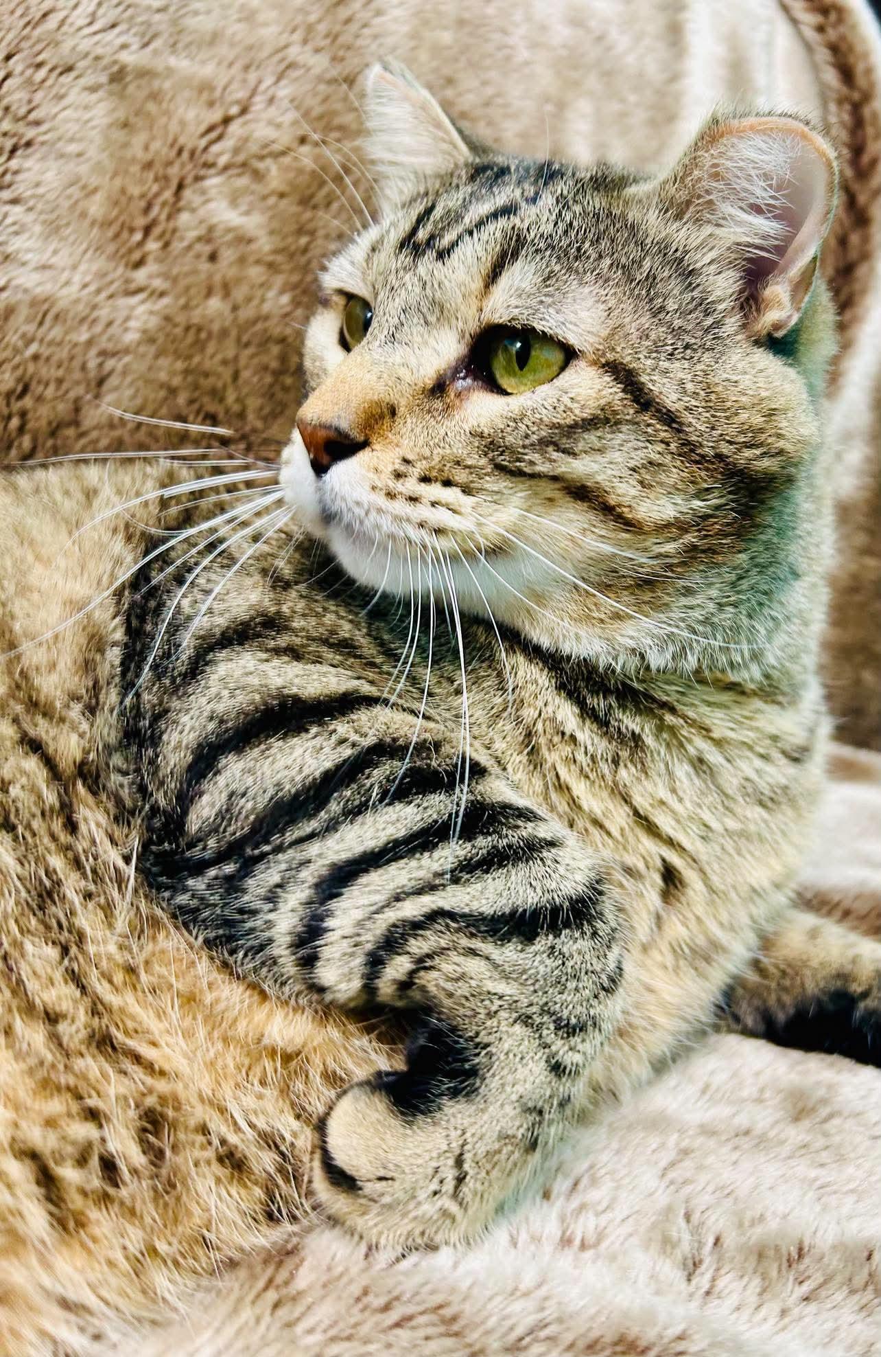 Romeo, a ADOPTABLE Domestic Short Hair in Alexandria, MN image 2/3