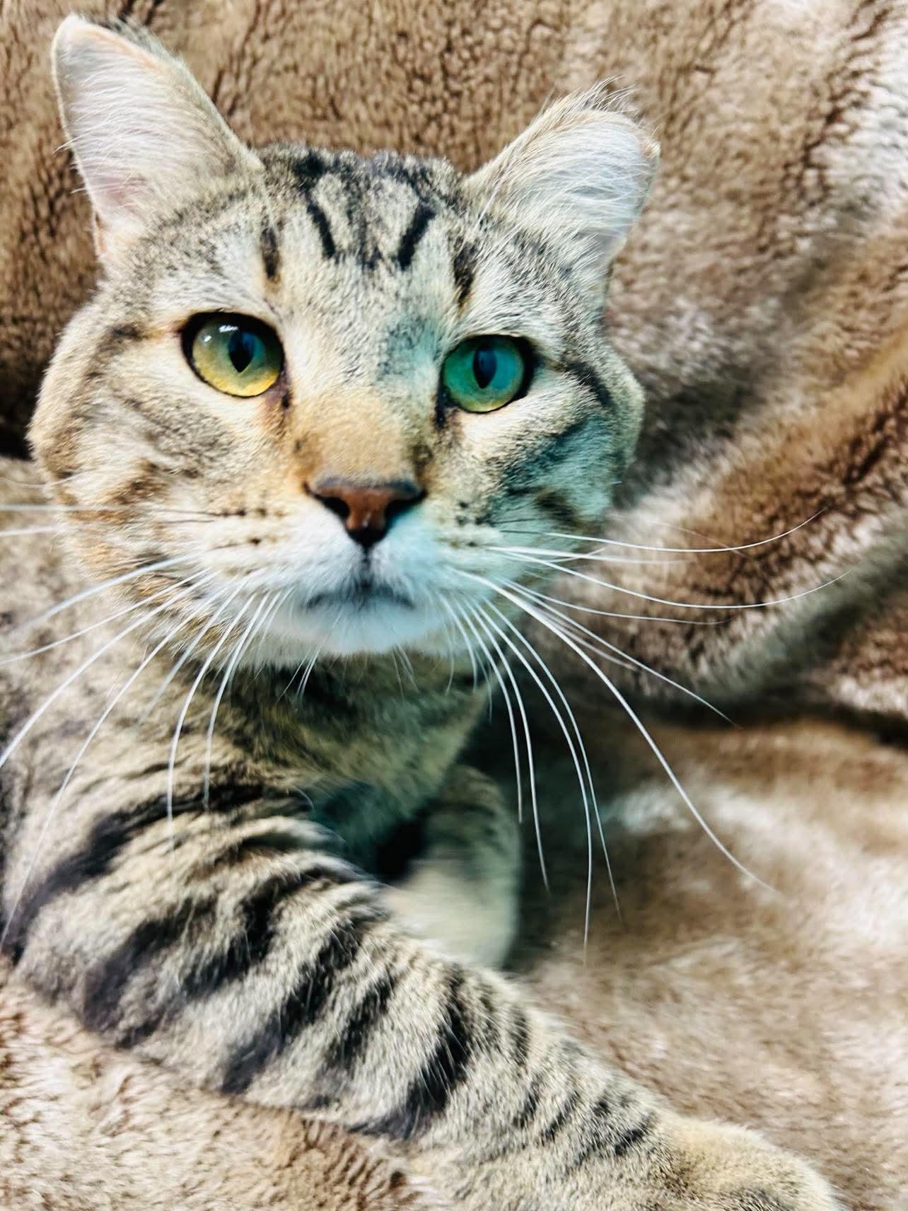 Romeo, a ADOPTABLE Domestic Short Hair in Alexandria, MN image 1/3